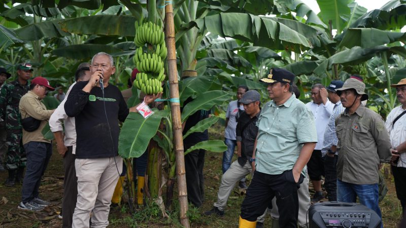 Pj Gubernur Sulbar Akan Kembangkan Pisang Celavendish