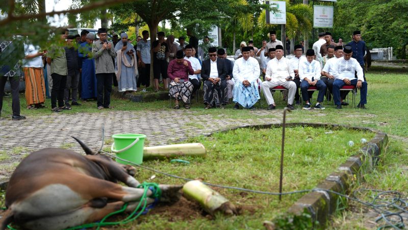 Moment Idul Adha, Pemprov Sulbar Sembelih 15 Ekor Sapi