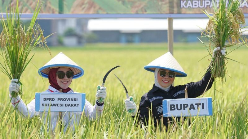 Panen Raya di Mamuju Dihadiri Ketua DPRD Sulbar