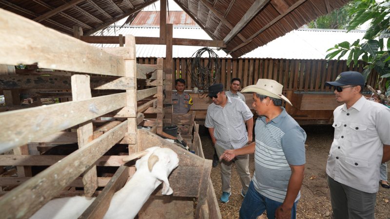 Desa Tandassura Akan Dijadikan Kampung Peternak Kambing di Sulbar