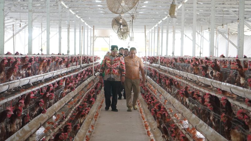 Pj Bahtiar Dorong Peternak Tingkatkan Produksi Telur di Sulbar