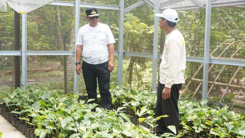 Siap Kembangkan Aren Jadi Komoditi Utama Sulbar, Pj Bahtiar Beli 3.000 Bibit