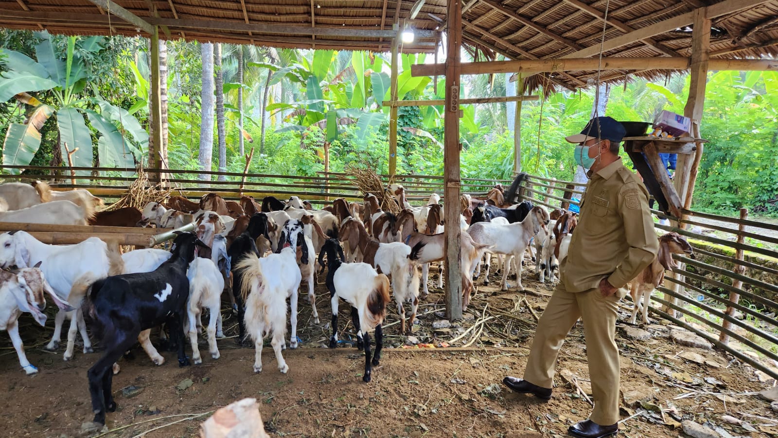 SDK-JSM Salurkan Bantuan Kambing: Inspektorat Pastikan Tepat Sasaran