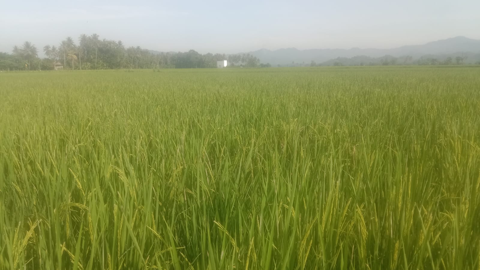 Perkuat Komitmen, Pemeriksaan Fase Berbunga Padi Inpari 42 di BUMDes Panca Karya Tonrolima