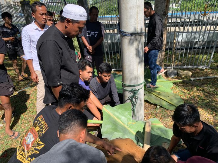 Hari Raya Idul Adha 1447 H, Lanal Mamuju Gelar Penyembelihan Hewan Kurban