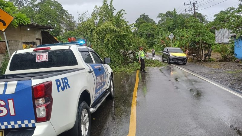 Sat PJR Ditlantas Polda Sulbar Evakuasi Pohon Tumbang di Jalur Poros Mamuju-Kalukku