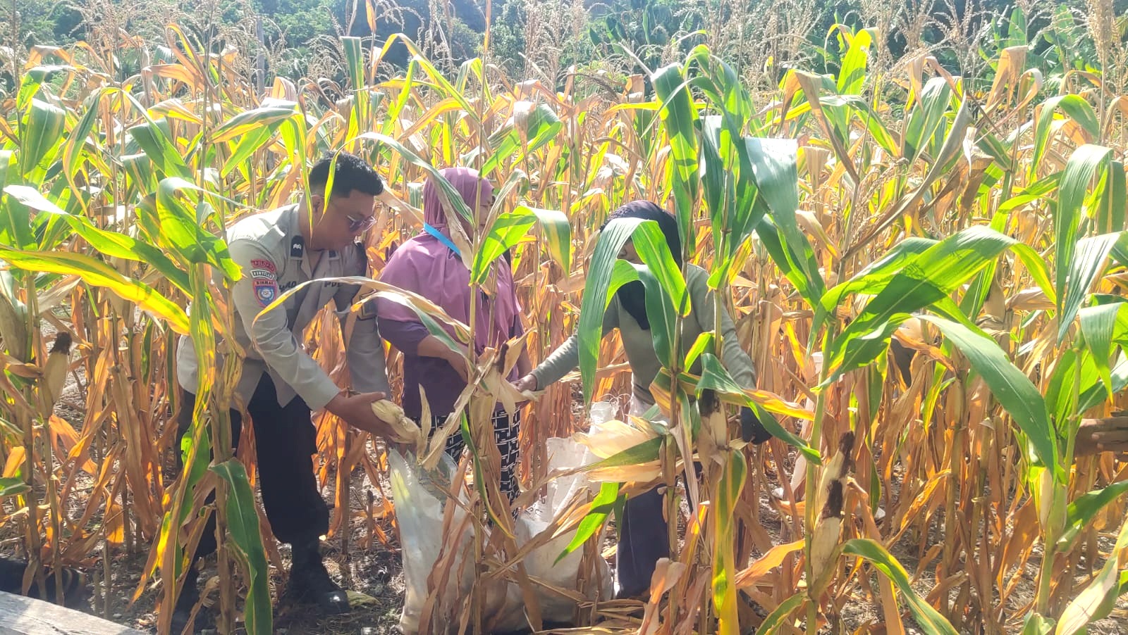 Perkuat Ketahanan Pangan, Bhabinkamtibmas Polsek Banggae Motivasi Petani Saat Panen