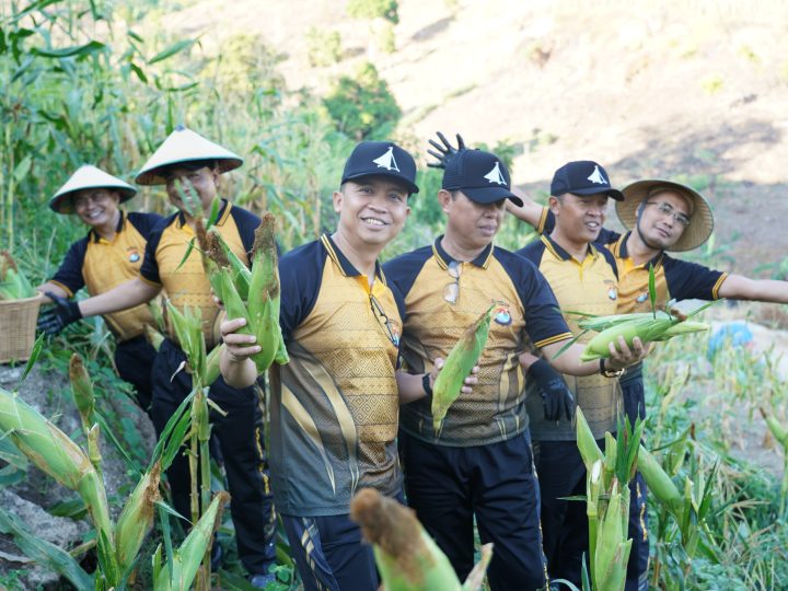 Kapolda Sulbar Pimpin Panen Jagung, Tegaskan Ketahanan Pangan Pilar Ketahanan Nasional